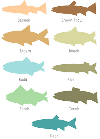 Illustration of the various fish found on the River Barrow in Ireland